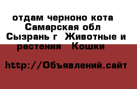 отдам черноно кота - Самарская обл., Сызрань г. Животные и растения » Кошки   